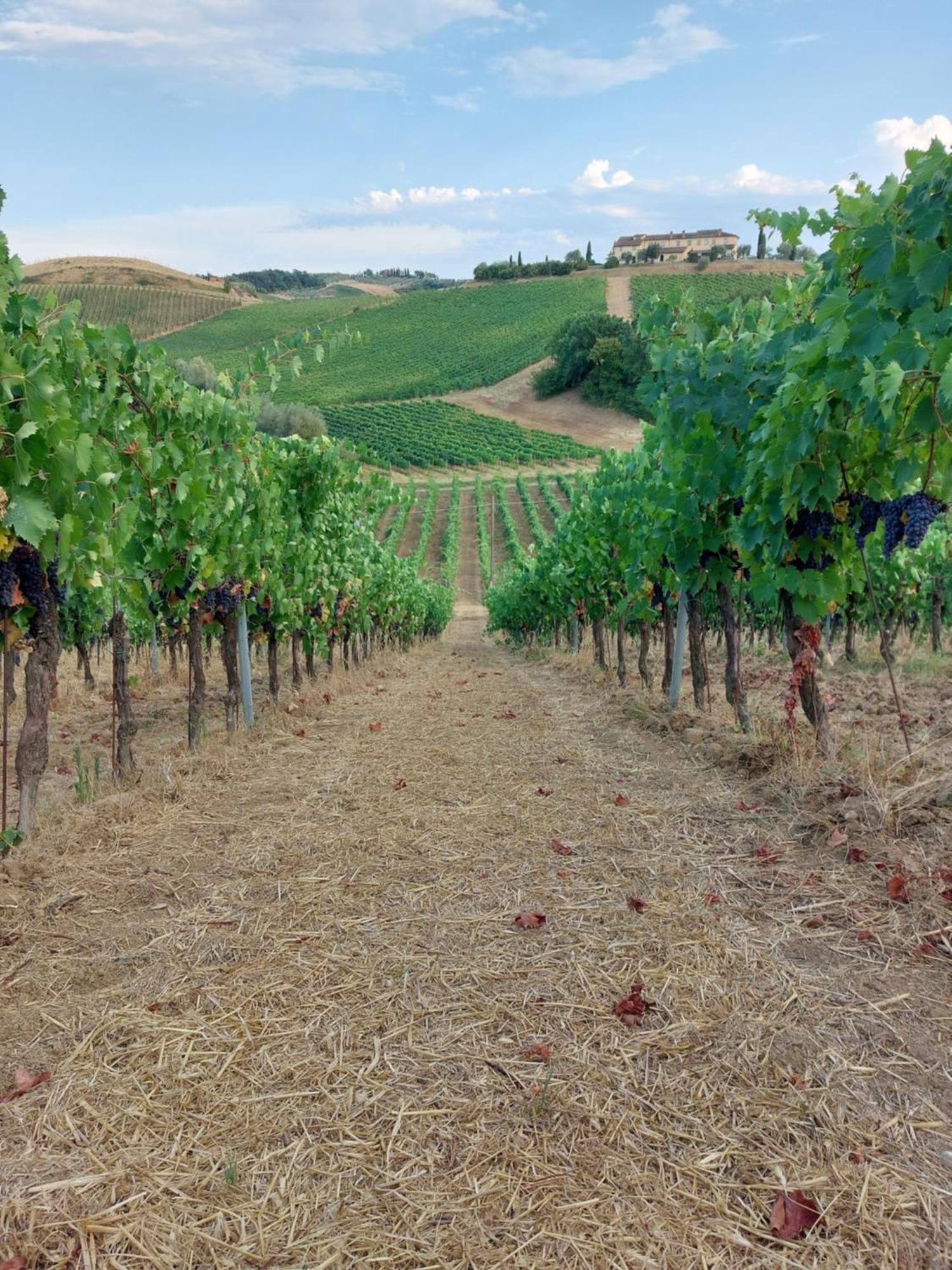 Agriturismo Corte In Poggio Stabbia Eksteriør bilde